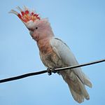 Белый попугай с розовой головой и нижней стороной, красным гребнем, серым клювом и белыми пятнами на глазах.