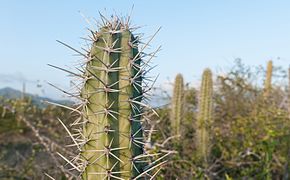 Cactus, en la Isla de Margarita.