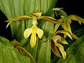 Calanthe hancockii