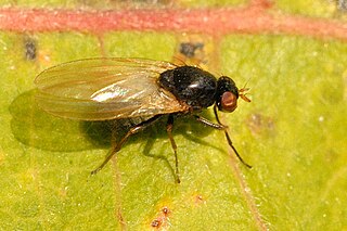 <i>Calliopum</i> Genus of flies