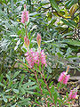 Callistemon citrinus8.jpg