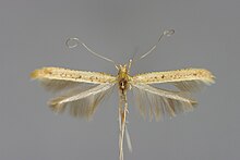 Caloptilia betulicola E-MK-3-146a.jpg