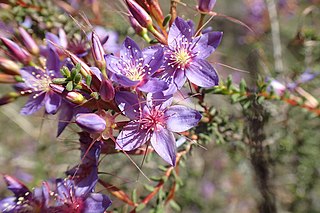 <i>Calytrix violacea</i> Species of flowering plant