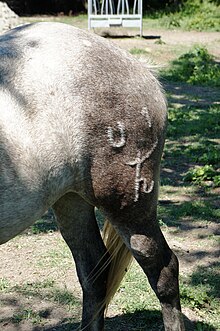 L'arrière d'un cheval ; sur sa cuisse, une cicatrice avec la mention U 1 et un symbole.