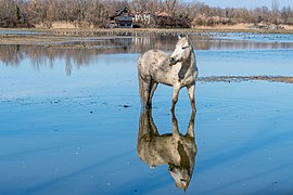 Camargue horse Riserva Naturale Regionale della Foce dell’Isonzo-7382-2.jpg