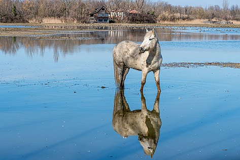 März 2021 Camarguepferd im Naturschutzgebiet Riserva naturale della Foce dell'Isonzo Foto: Isiwal