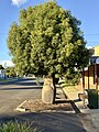 wikimedia_commons=File:Cambridge Street, Mitchell, Queensland, 2024, 15.jpg