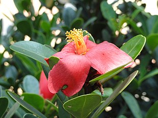 Camellia changii - Kunming Botanical Garden - DSC02888.JPG
