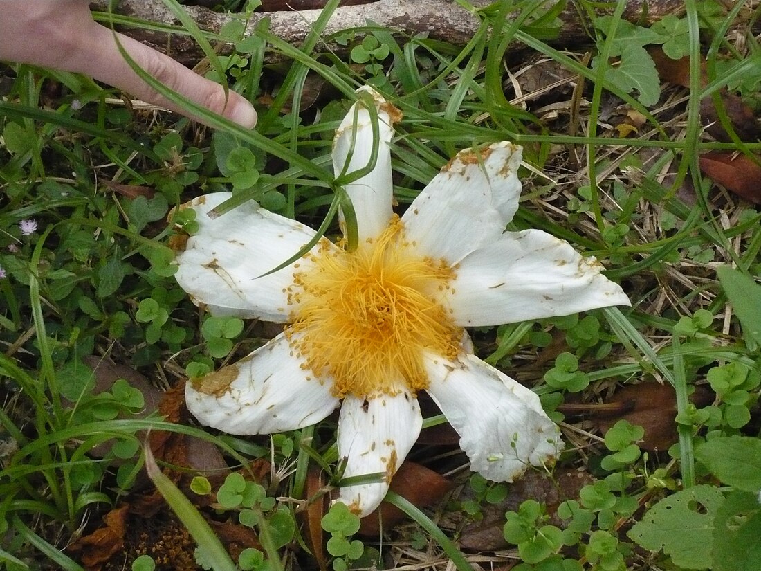 葛量洪茶