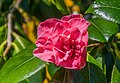 * Nomination Camellia japonica 'In the Pink' in Dunedin Botanic Garden, Dunedin, New Zealand. --Tournasol7 00:07, 27 February 2018 (UTC) * Promotion Good quality --Carlos yo 01:28, 27 February 2018 (UTC)