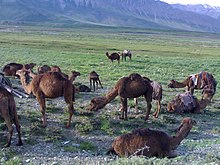 Dromedaries near the base of the Alborz mountain range in Iran Camels in Dasht-e Lar, Alborz mountains, Kamardasht Lar, Tehran province chry shtrh dr khmrdsht lr - panoramio.jpg