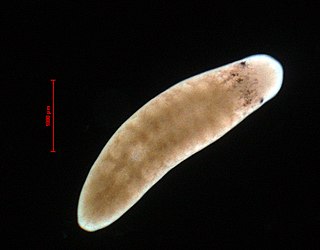 <i>Camerata robusta</i> Species of flatworm