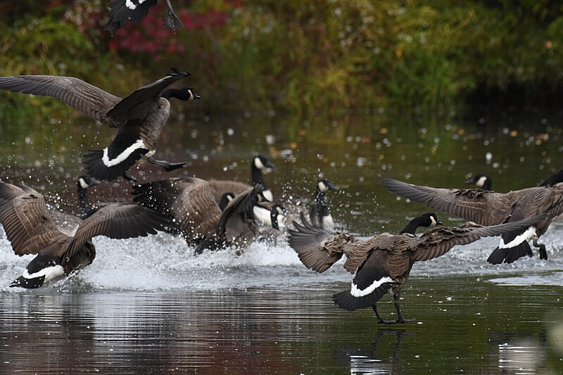 File:Canada goose druid ridge cemetery 10.10.20 DSC 6040.jpg