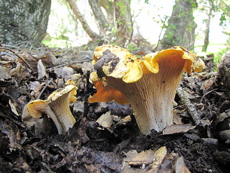 Cantharellus californicus.jpg