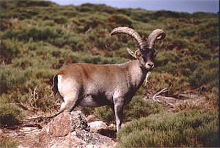 <span class="mw-page-title-main">Western Spanish ibex</span>