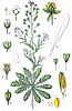 Capsella bursa-pastoris Sturm23.jpg