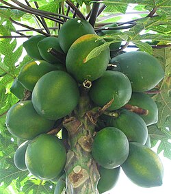 Carica papaja - papaja - pus-tropical dwarf papaja - desc-fruit.jpg