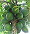 Carica papaya - papaya - var-tropical dwarf papaya - desc-fruit.jpg