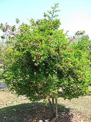 Carissa carandas tree.JPG