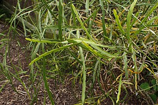 <i>Carmichaelia williamsii</i> Species of legume