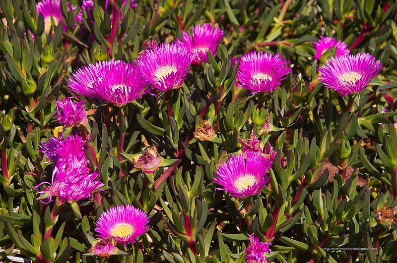 File:Carpobrotus glaucescens Flinders Pde Sandgate Bramble Bay Queensland IMGP9082.jpg