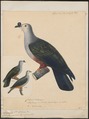 Carpophaga oceanica - 1825-1839 - Print - Iconographia Zoologica - Special Collections University of Amsterdam - UBA01 IZ15600103.tif