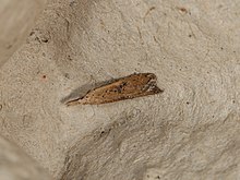 Carposina taractis (37804380936) .jpg