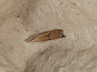 <i>Carposina taractis</i> Species of moth