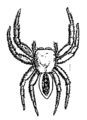 Carrhotus viduus