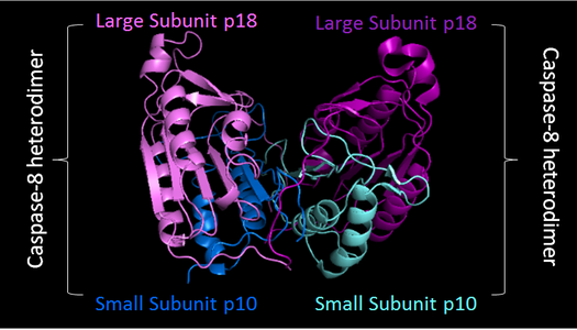 PDB image of caspase 8 (3KJQ) in 'biological assembly'. Two shades of blue used to represent two small sunits, while two shades of purple represent two large subunits