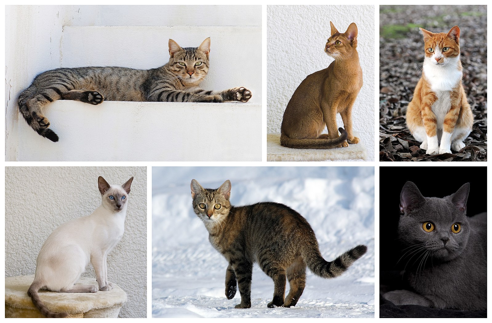 Порода кошек по окрасу фото с названиями