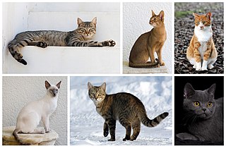 Cat Domesticated felid species
