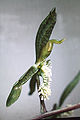 Catasetum barbatum male flower Suriname