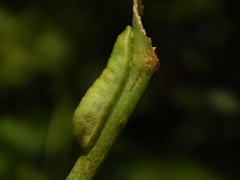 File:Caterpillar of Loxura atymnus (Stoll, 1780) – Yamfly on Smilax zeylanica.jpg