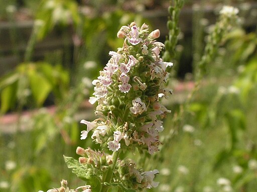 Catnip flowers