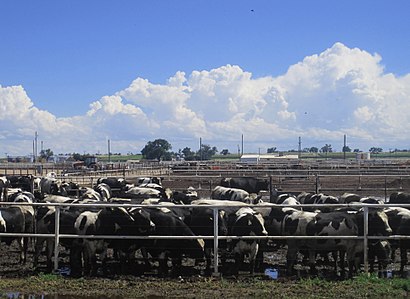 Cattle feedlot