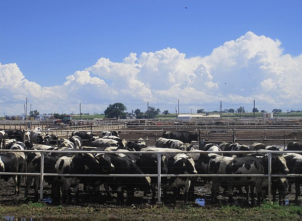 Cattle feedlot in Colorado, US