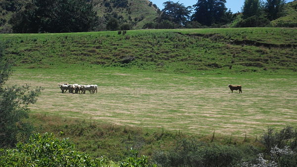 Cattle in Ruapehu District along Ruatiti Road