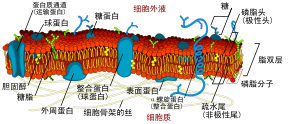 细胞膜: 学说, 结构, 功能