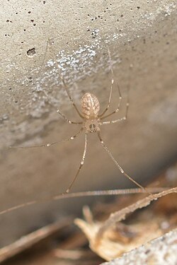 Cellar Spider (Pholcus manueli) - Guelph, Ontario 2016-03-19.jpg