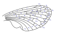 Wing cells (Constock-Needham System)