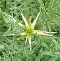 Centaurea calcitrapa bgiu.jpg