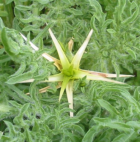 Centaurea calcitrapa bgiu.jpg