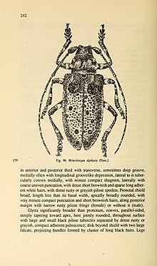 Cerambycidae of Northern Asia (Page 242) BHL32145642.jpg