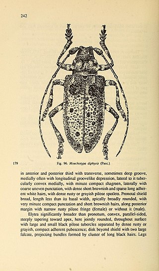 <i>Moechotypa diphysis</i> Species of beetle