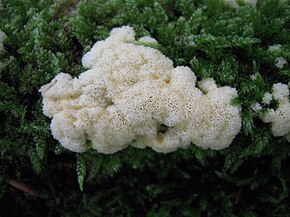 Ceratiomyxa.jpg resminin açıklaması.