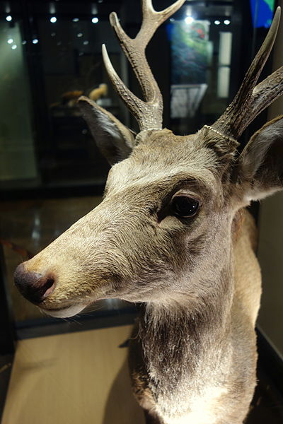 File:Cervus nippon - National Museum of Nature and Science, Tokyo - DSC07025.JPG