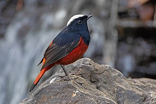 <span class="mw-page-title-main">White-capped redstart</span> Species of bird