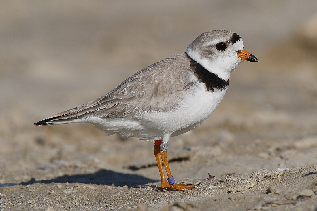 Charadrius melodus