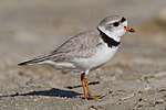 Thumbnail for Piping plover